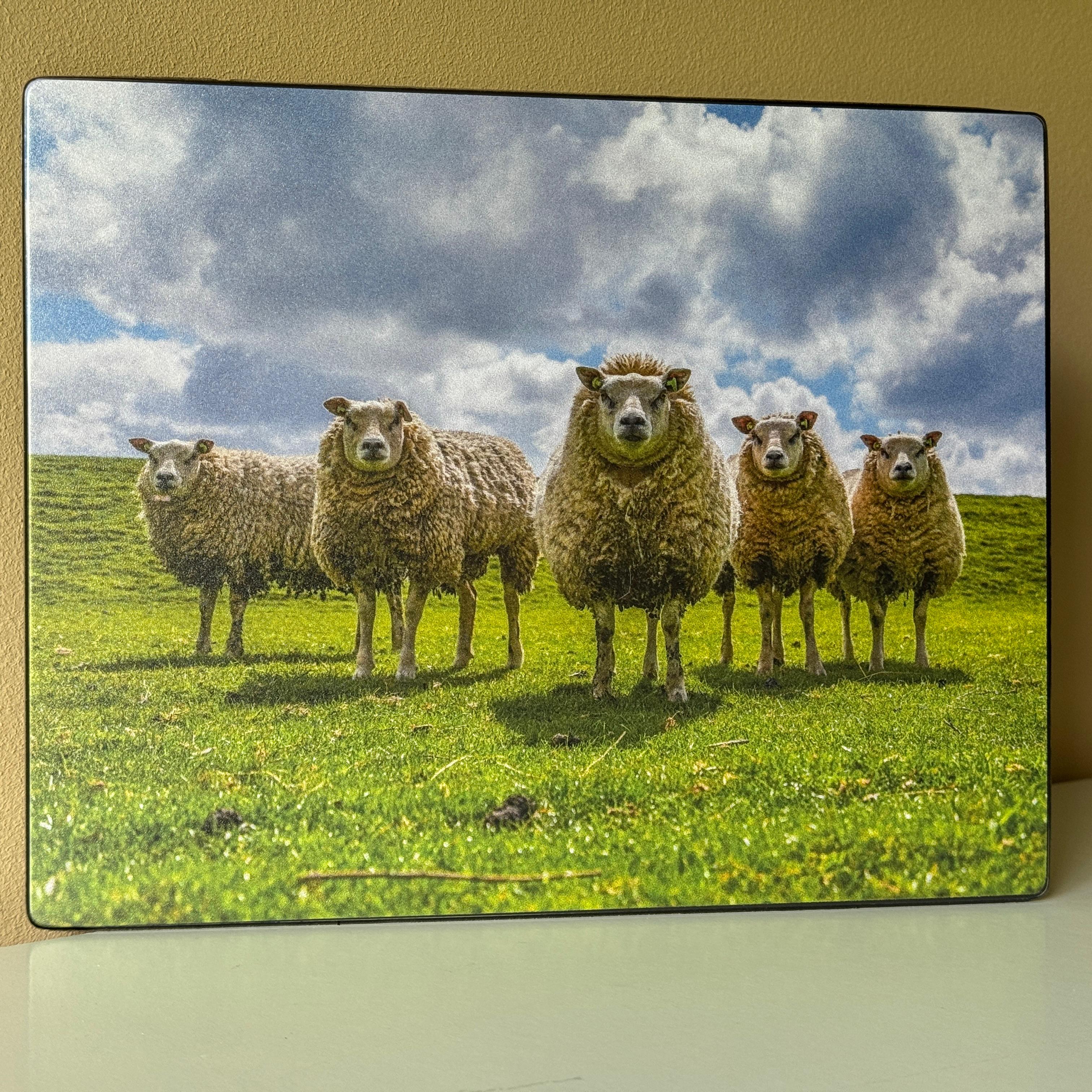 Muismat - Vijf Texelse schapen